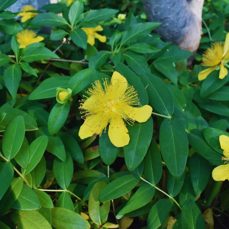 4 Creeping St. John's Wort Aaron's Beard Plants