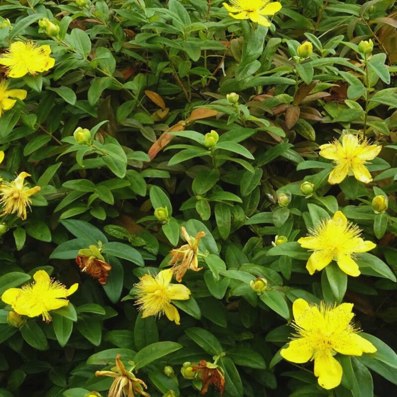 Pack of 4 Creeping St. John's Wort Aaron's Beard Plants