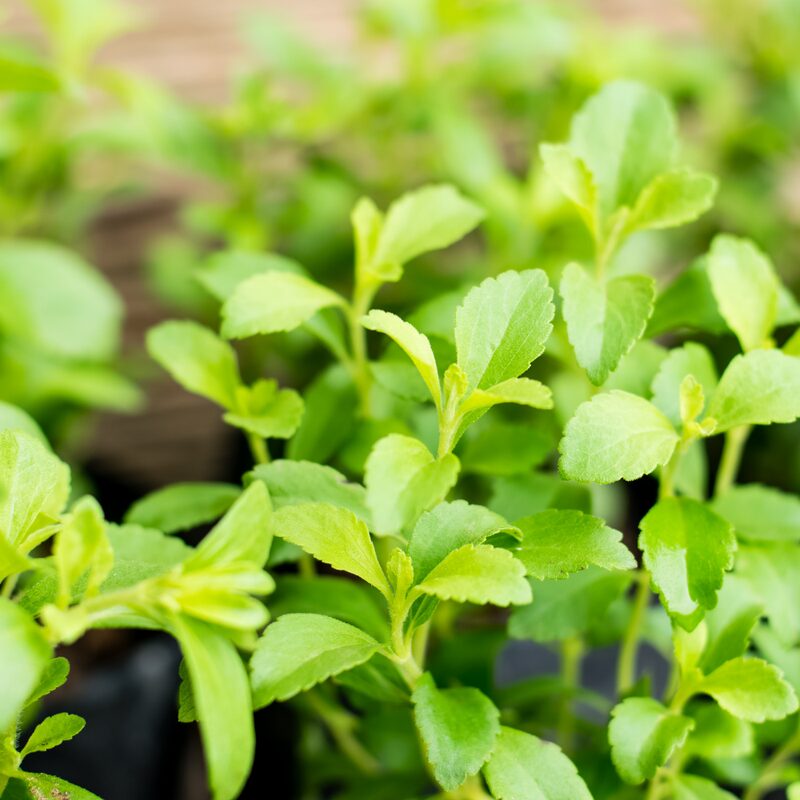 Stevia Plants Live - 6 Plants, 3 to 5 Inc Tall