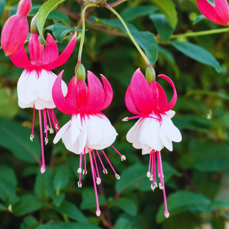 Fuchsia Laura Plant - 3 to 5 Inc Tall