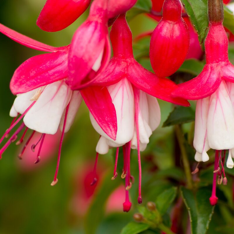Fuchsia Plants Live for Sale - 2 Plants - 3 to 5 Inc Long