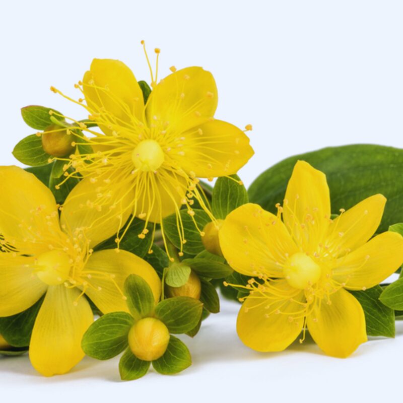 Set of 4 Creeping St. John's Wort Aaron's Beard Plants