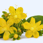 Set of 4 Creeping St. John's Wort Aaron's Beard Plants