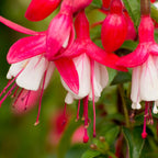 Fuchsia Laura Plant - 3 to 5 Inc Tall