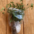 Vinca Plants Live - 1000 Bare Roots - 6 to 9 Inc Tall