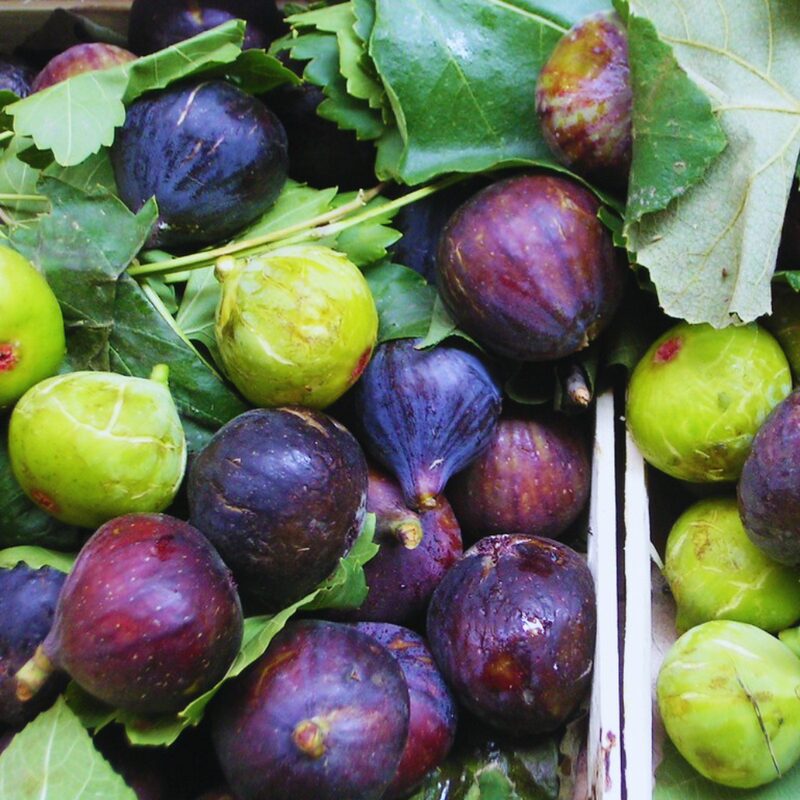 2 Napoli Fig Cuttings,6 to 10 Inc Tall