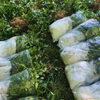 Vinca Plants Live - 1000 Bare Roots - 6 to 9 Inc Tall
