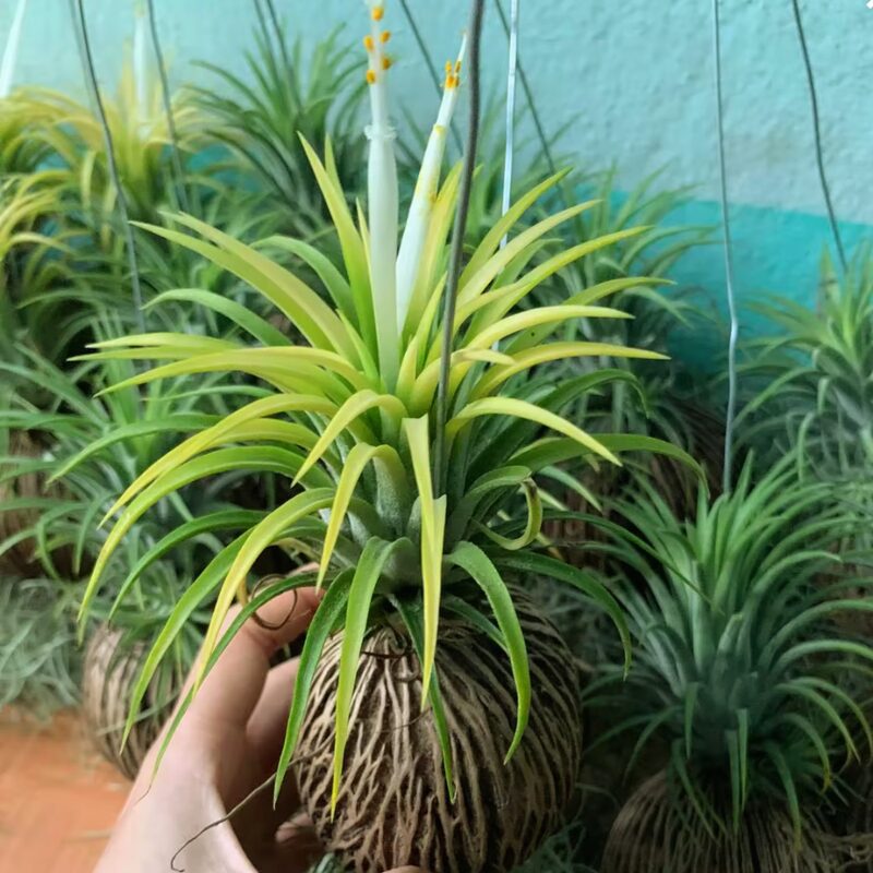 10 Yellow Tillandsia Air Plants