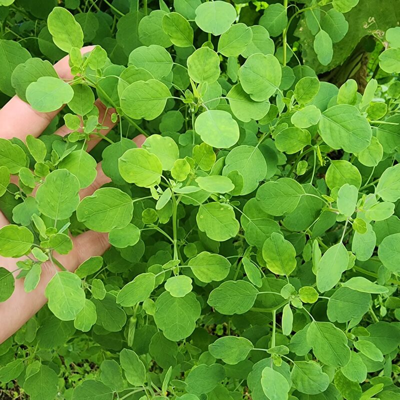Papalo Seeds, Mexican Herb Seeds - 200 Seeds
