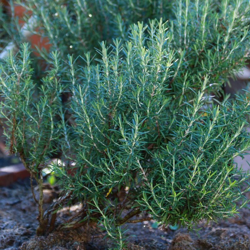 2 Rosemary Plants - 7 to 9 Inc Tall, 4 Inc Pot