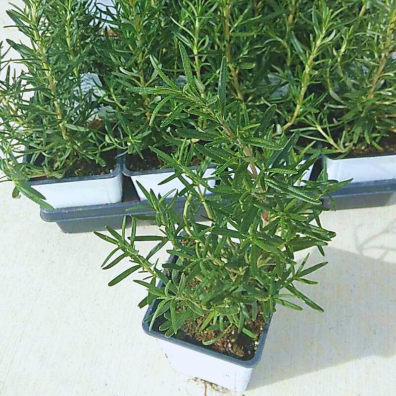 2 Rosemary Plants Live - 8 to 10 Inc Tall, 4 Inc Pot