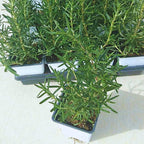2 Rosemary Plants Live - 8 to 10 Inc Tall, 4 Inc Pot
