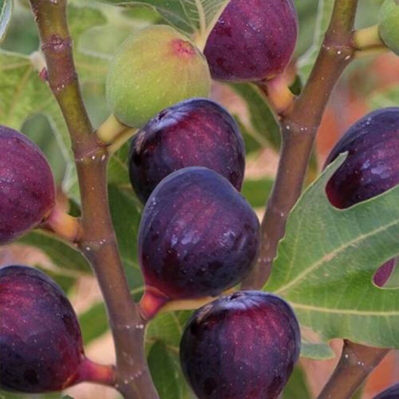 Napoli Cutting Unrooted, 6 to 9 Inc Tall
