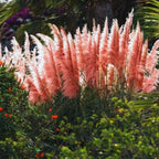 4 Pink Pampas Grass Plants Live - 4 to 6 Inc Tall