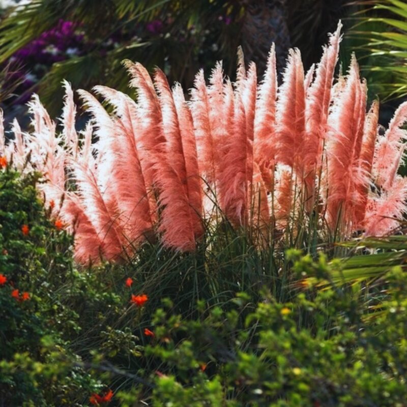 4 Pink Pampas Grass Plants Live - 4 to 6 Inc Tall