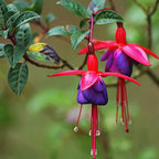 Fuchsia Sacha Plant - 3 to 5 Inc Tall