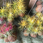 10 Yellow Tillandsia Air Plants