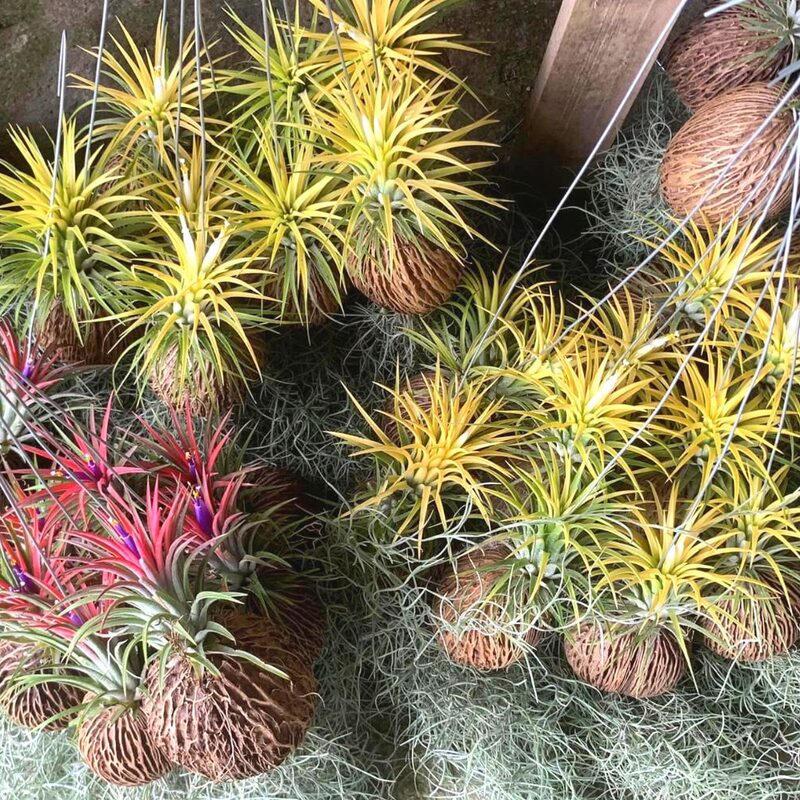 10 Yellow Tillandsia Air Plants