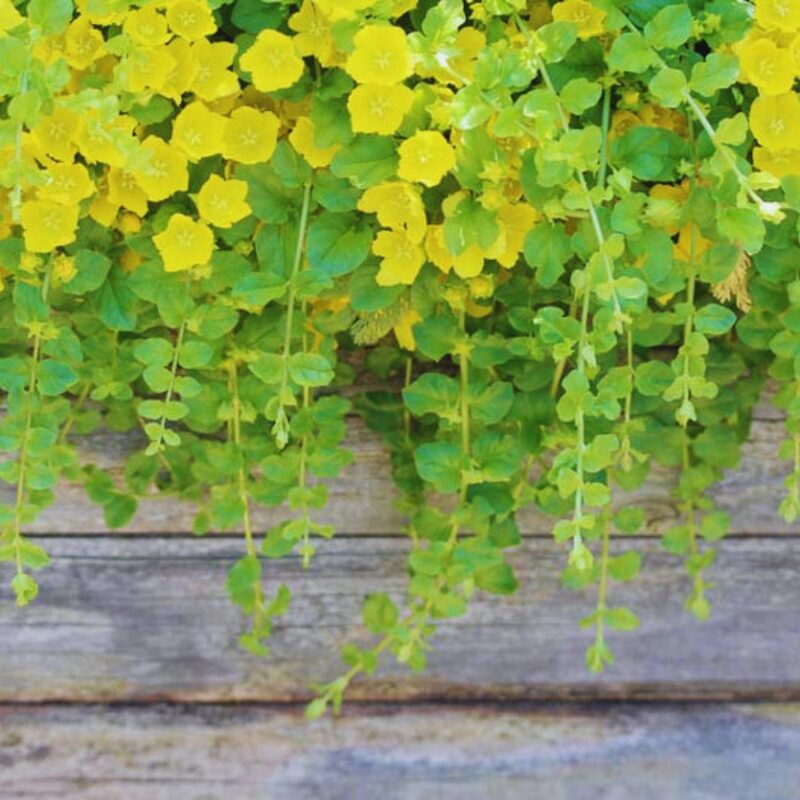 Lysimachia Nummularia Plant, Golden Creeping Jenny Plant, Quart Pot