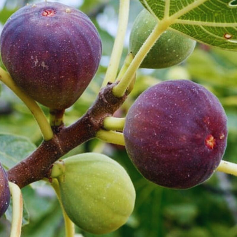 2 Napoli Fig Cuttings,6 to 10 Inc Tall
