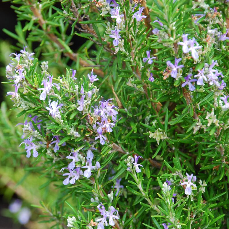 2 Rosemary Plants Live - 8 to 10 Inc Tall, 4 Inc Pot
