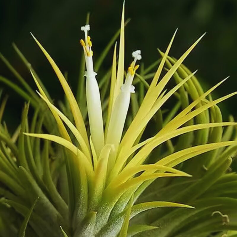 10 Yellow Tillandsia Air Plants