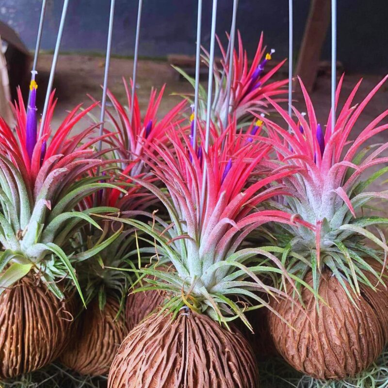 20 Air Plants, Tillandsia Air Plants Live Houseplants for Garden, Red Lonantha Tillandsia Plant, Air Plant for Planting, 2 to 3 Inc Long