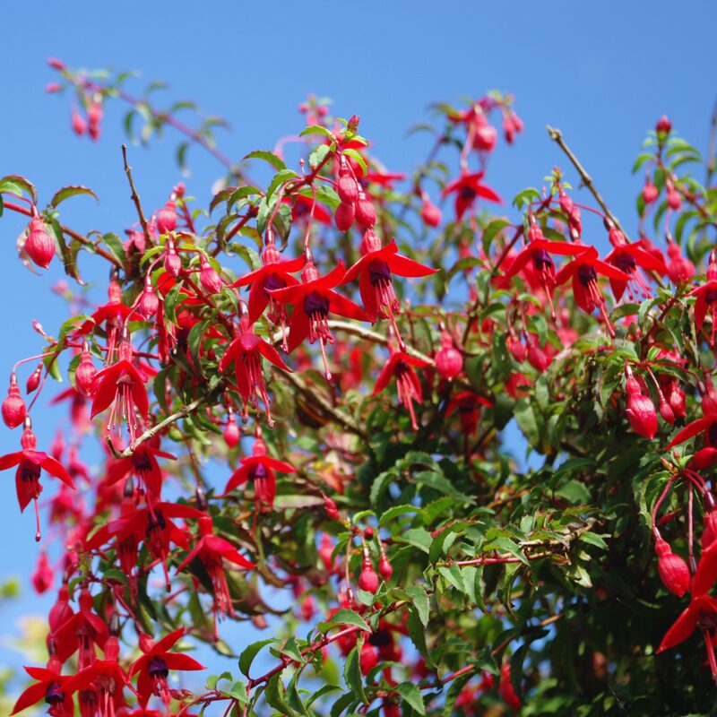 Fuchsia Sacha Plant - 3 to 5 Inc Tall