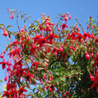 Fuchsia Sacha Plant - 3 to 5 Inc Tall