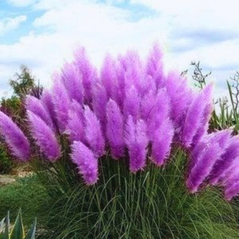 Purple Pampas Grass Plants Live - 21 Plants Plugs, 4 to 6 Inc Tall - Grass Live Plant Garden