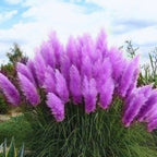 Purple Pampas Grass Plants Live - 21 Plants Plugs, 4 to 6 Inc Tall - Grass Live Plant Garden