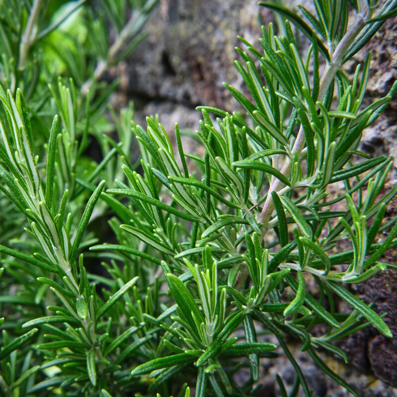 2 Rosemary Plants Live - 8 to 10 Inc Tall, 4 Inc Pot