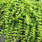 Lysimachia Nummularia Plant, Golden Creeping Jenny Plant, Quart Pot