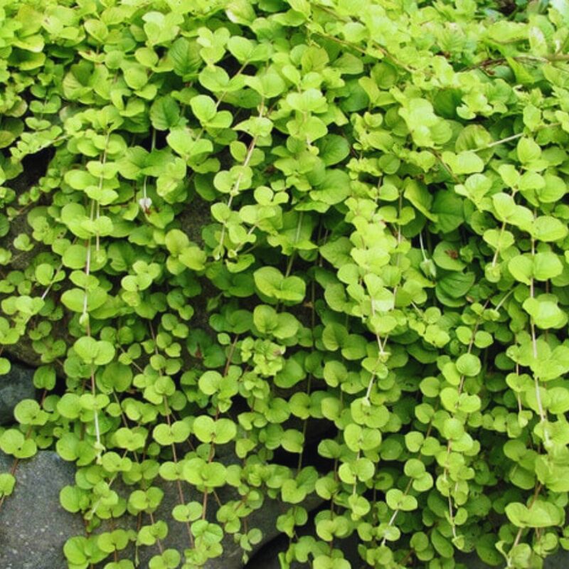 Lysimachia Nummularia Plant, Golden Creeping Jenny Plant, Quart Pot