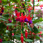 Fuchsia Sacha Plant - 3 to 5 Inc Tall