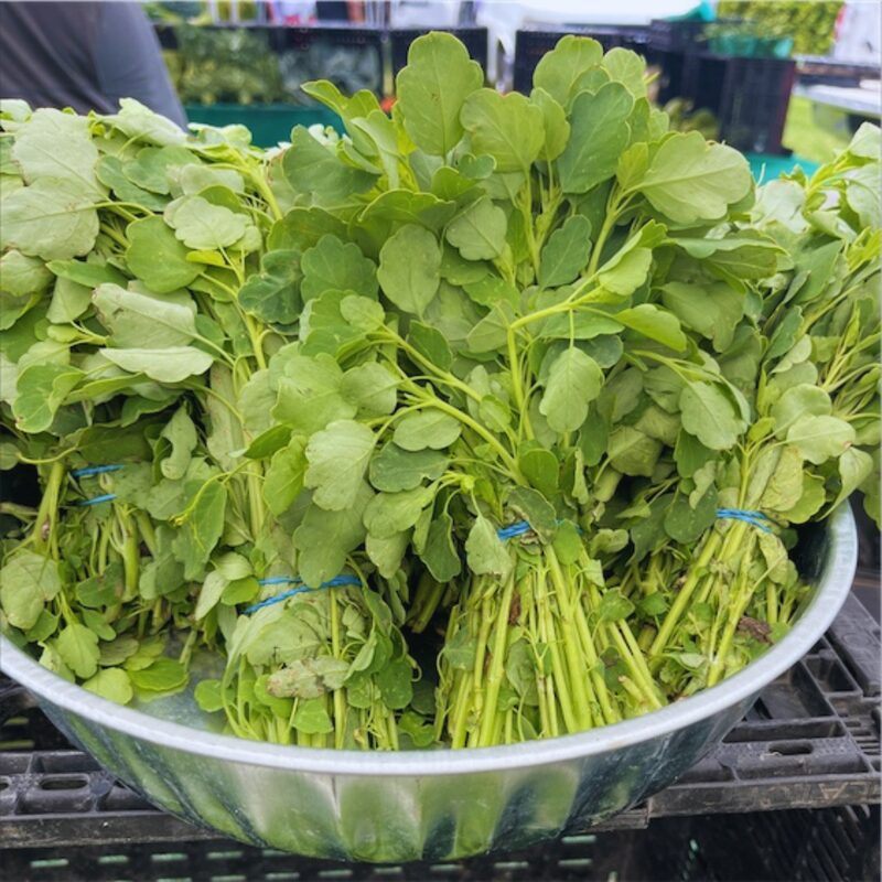 Papalo Seeds, Mexican Herb Seeds - 200 Seeds