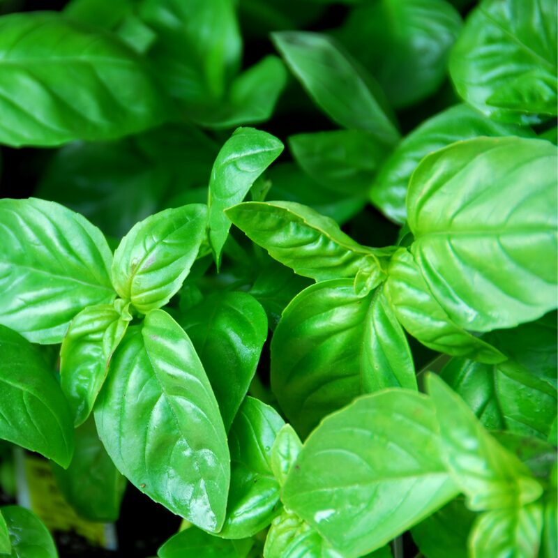 Sweet Basil Plants - 6 Plants, 4 to 6 Inc Tall