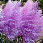 Purple Pampas Grass Plants Live - 21 Plants Plugs, 4 to 6 Inc Tall - Grass Live Plant Garden