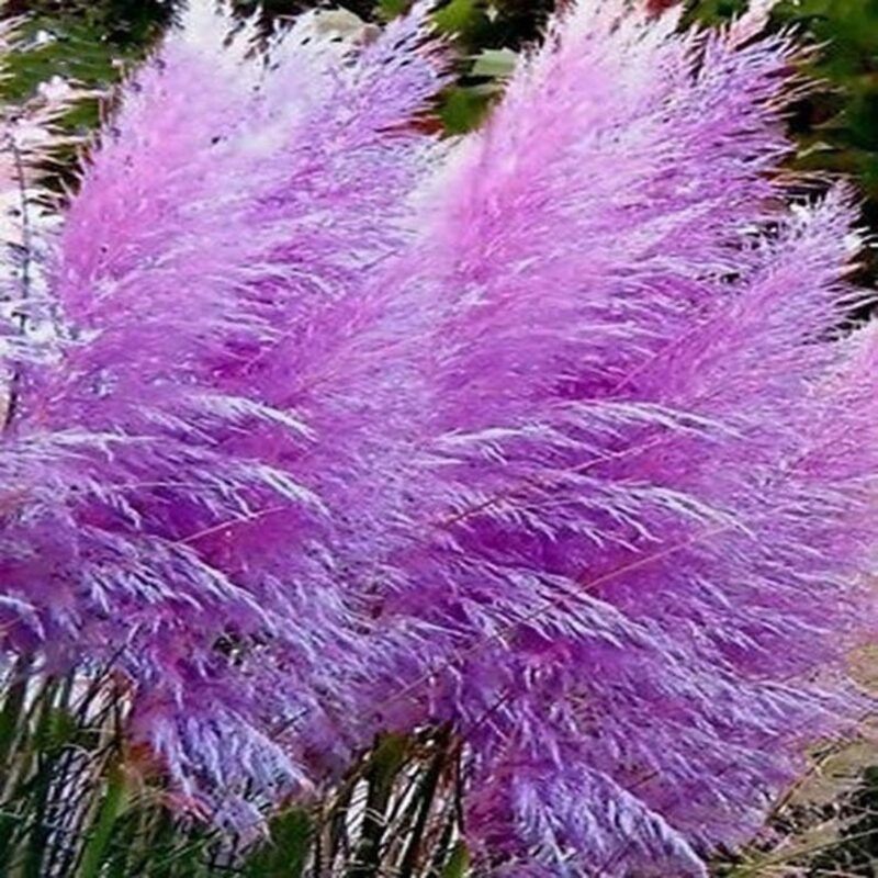 Purple Pampas Grass Plants Live - 21 Plants Plugs, 4 to 6 Inc Tall - Grass Live Plant Garden