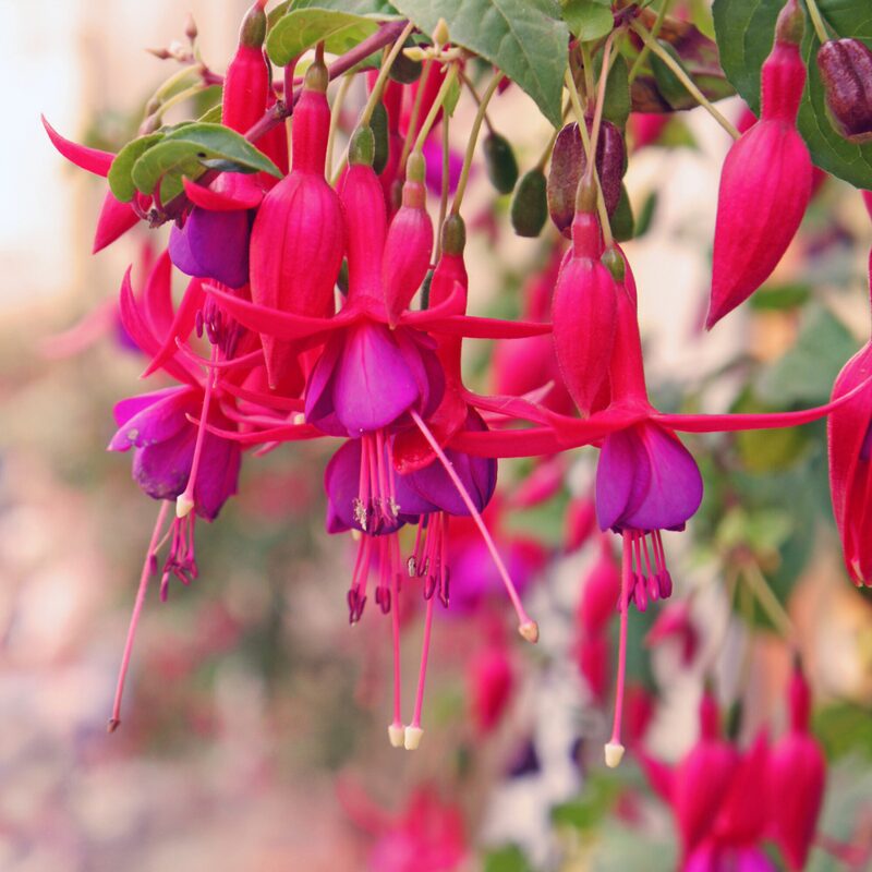 Fuchsia Sacha Plant - 3 to 5 Inc Tall