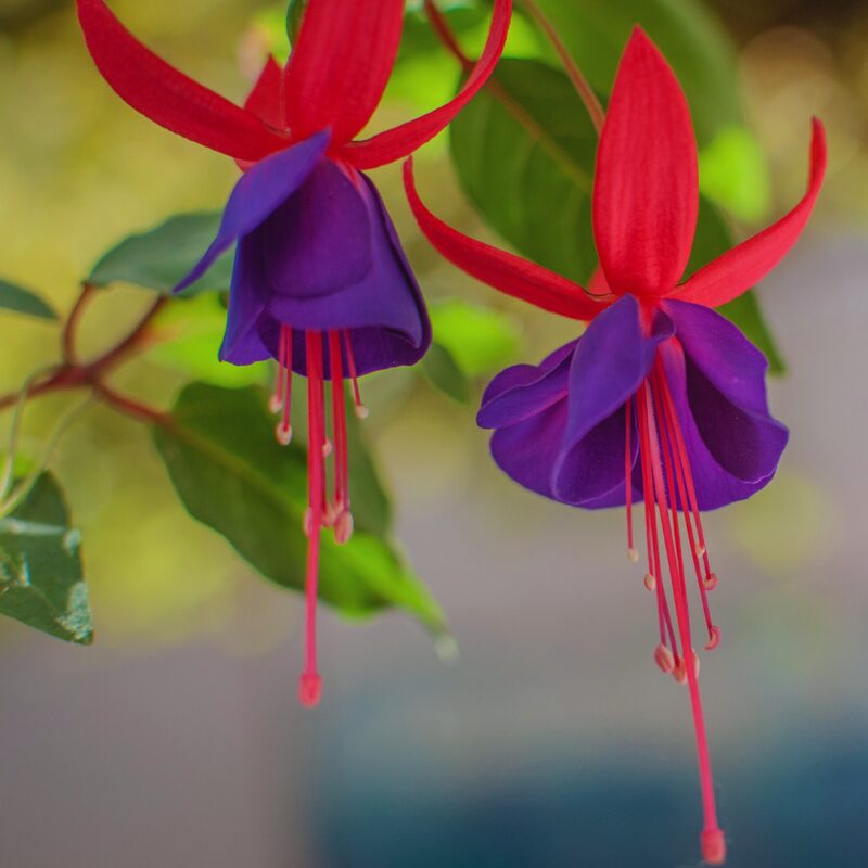 Fuchsia Sacha Plants - 2 Plants, 3 to 5 Inc Tall