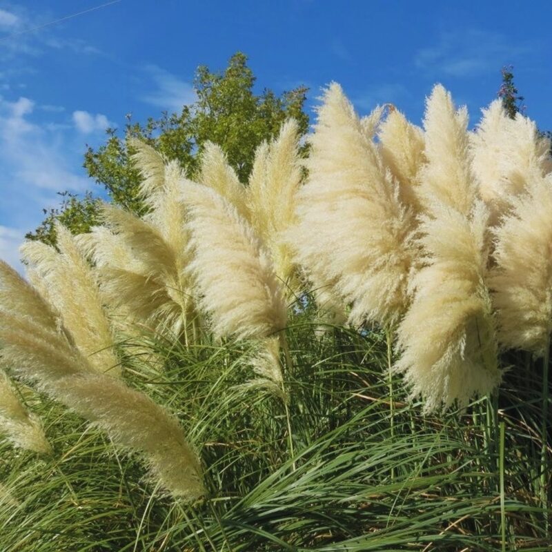 4 White Pampas Grass Plants Live - 4 to 6 Inc Tall
