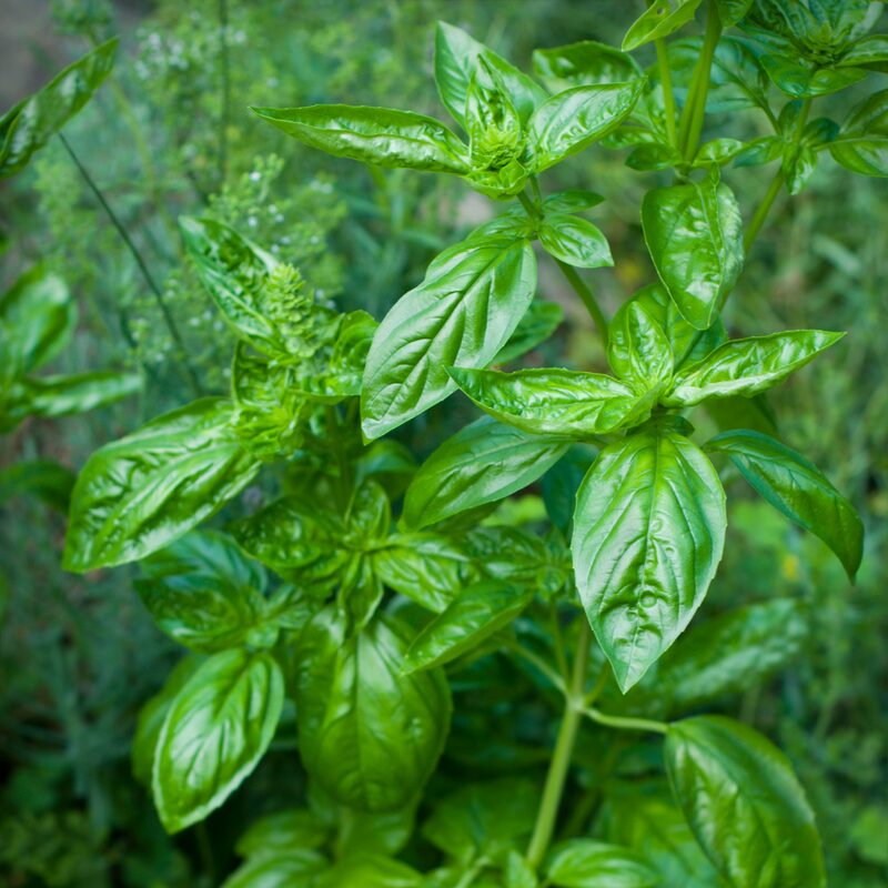 Basil Italian Leaf Plants Live - 2 Plants, 4 to 6 Inc Tall