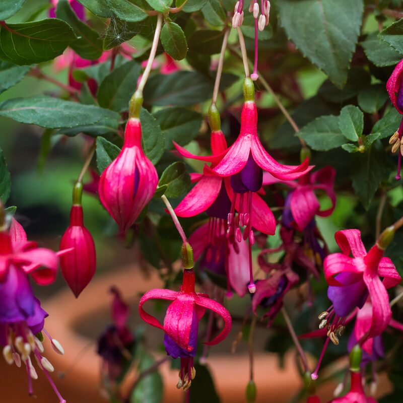Fuchsia Plant Live for Sale - 3 to 5 Inc Tall, 2 Plants