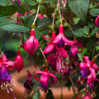 Fuchsia Plant Live for Sale - 3 to 5 Inc Tall, 2 Plants