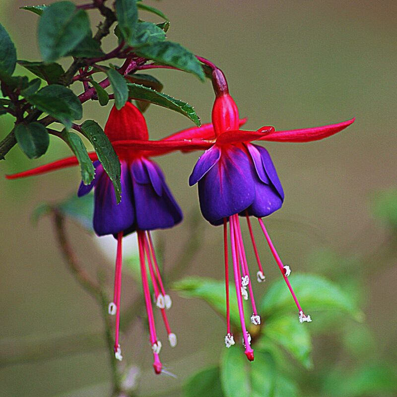 Fuchsia Sacha Plant - 3 to 5 Inc Tall