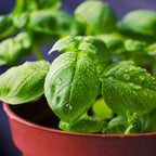 Sweet Basil Plants - 2 Plants, 4 to 6 Inc Tall, 4 Inches Potted