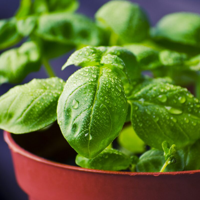 Sweet Basil Plants - 2 Plants, 4 to 6 Inc Tall, 4 Inches Potted