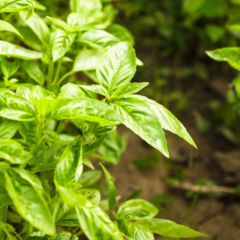 Basil Italian Leaf Plants Live - 2 Plants, 4 to 6 Inc Tall