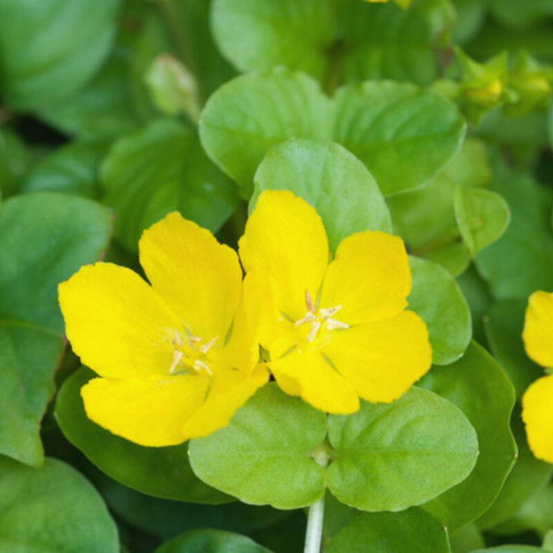 2 Golden Creeping Jenny Plants Live, Lysimachia Nummularia Plant Live, 3 to 5 Inc Long